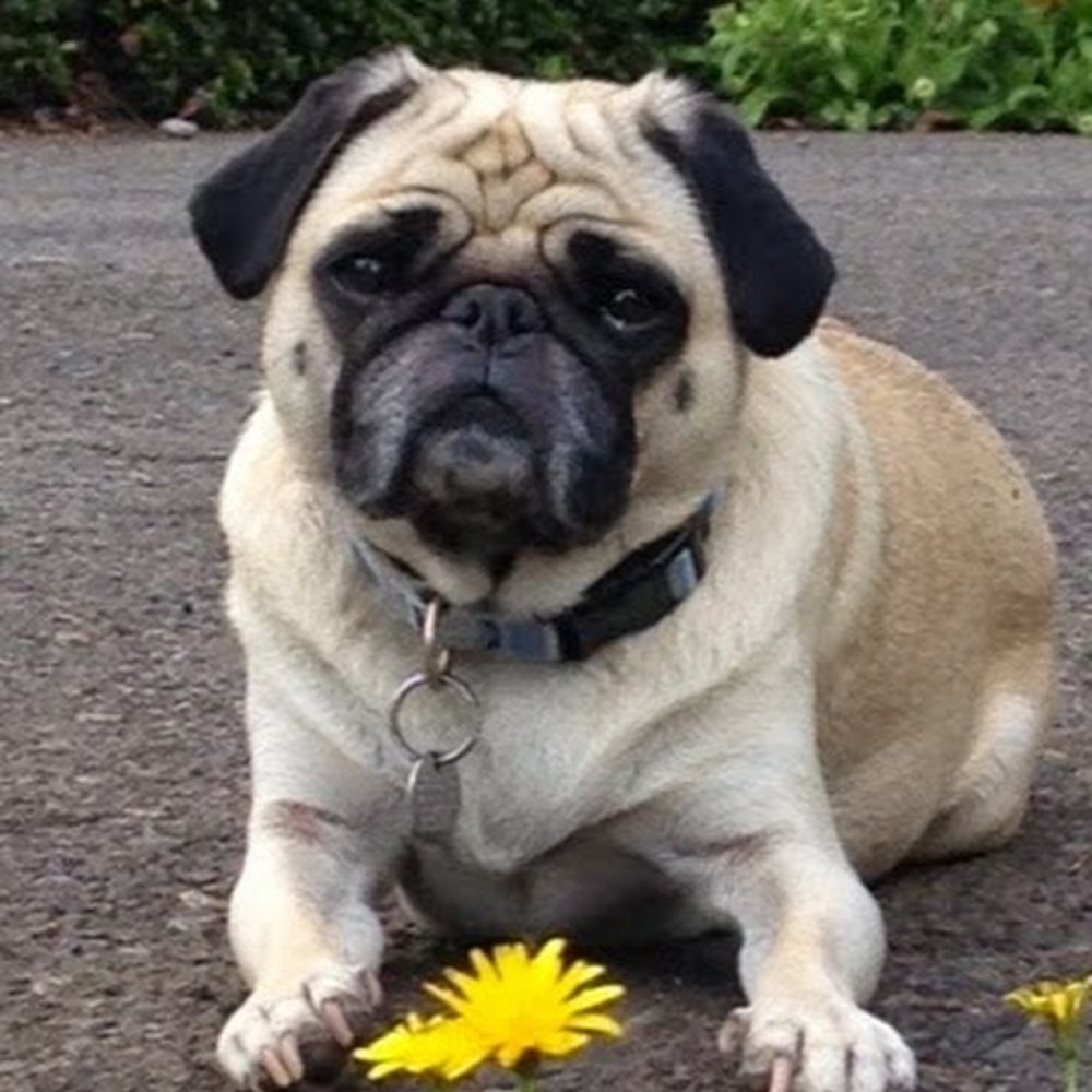 Meet your Posher, Lily